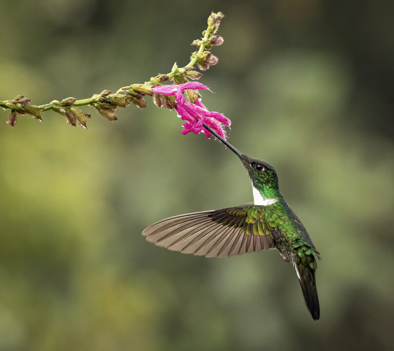 Collared Inca 2 web