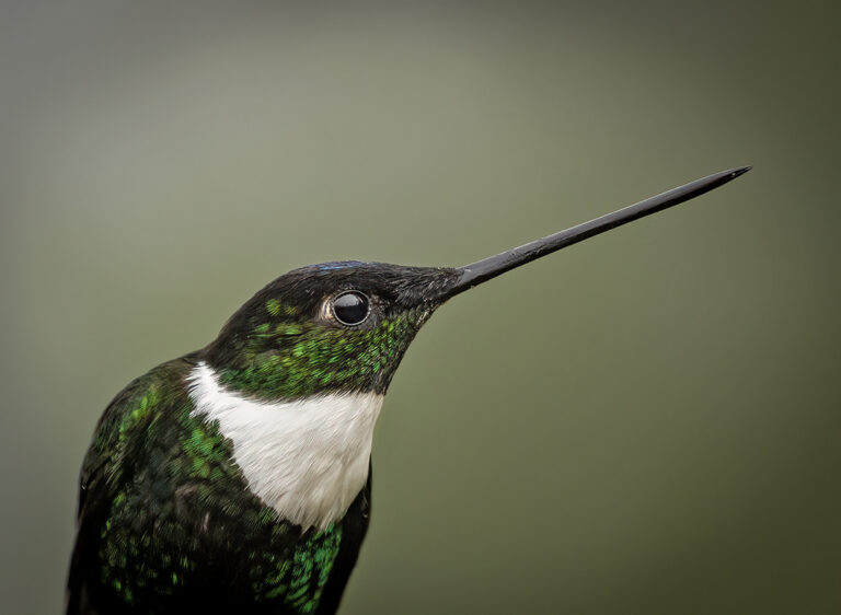 Collared Inca