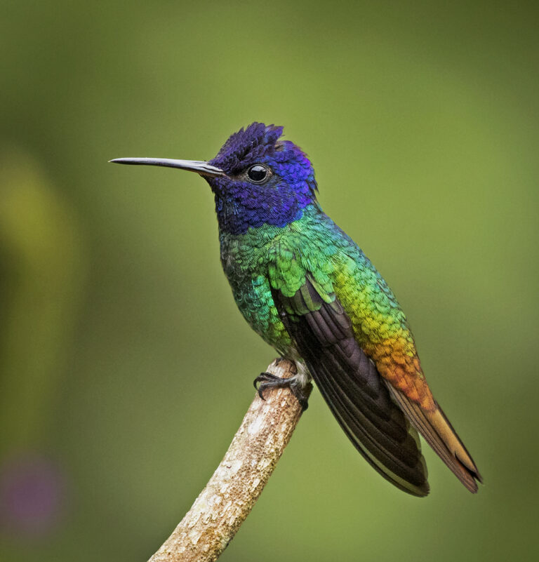 Golden-tailed Saphire