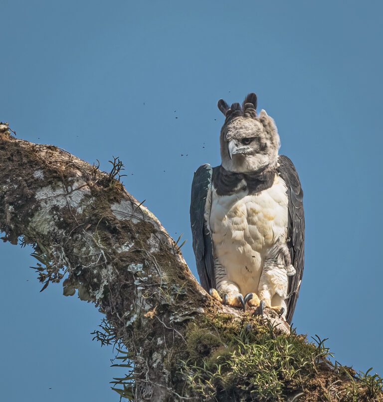 Harpy Eagle