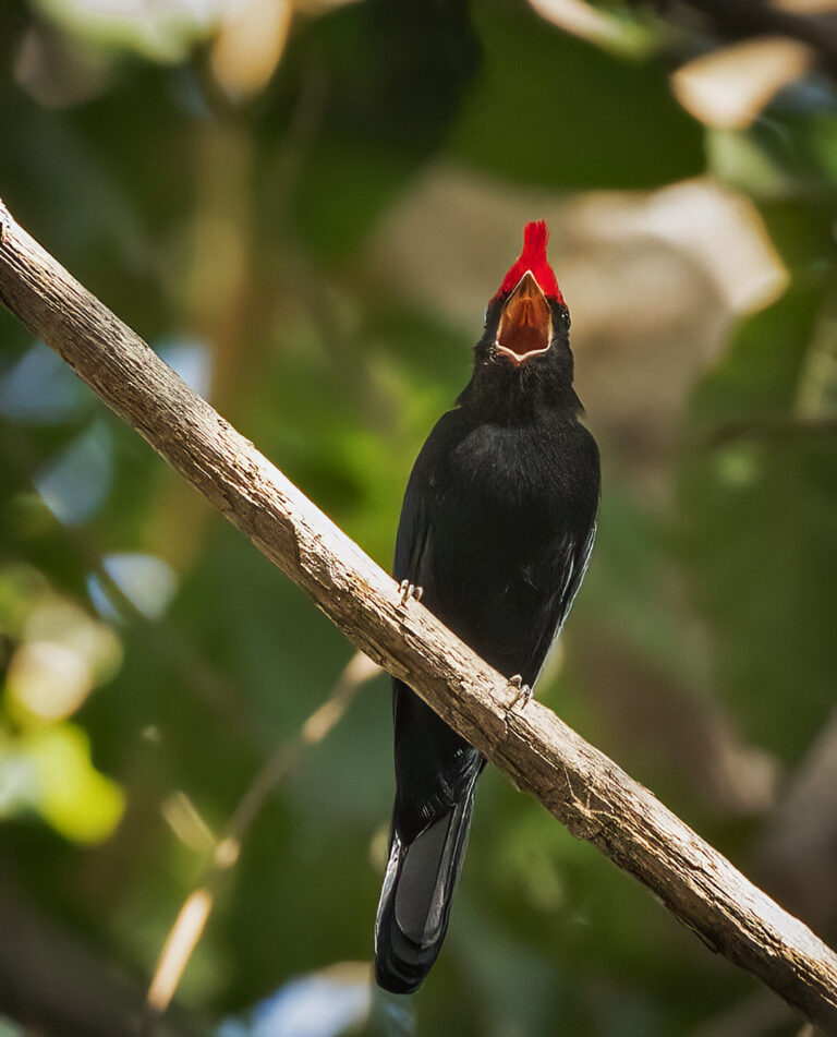 Helmeted Manakin