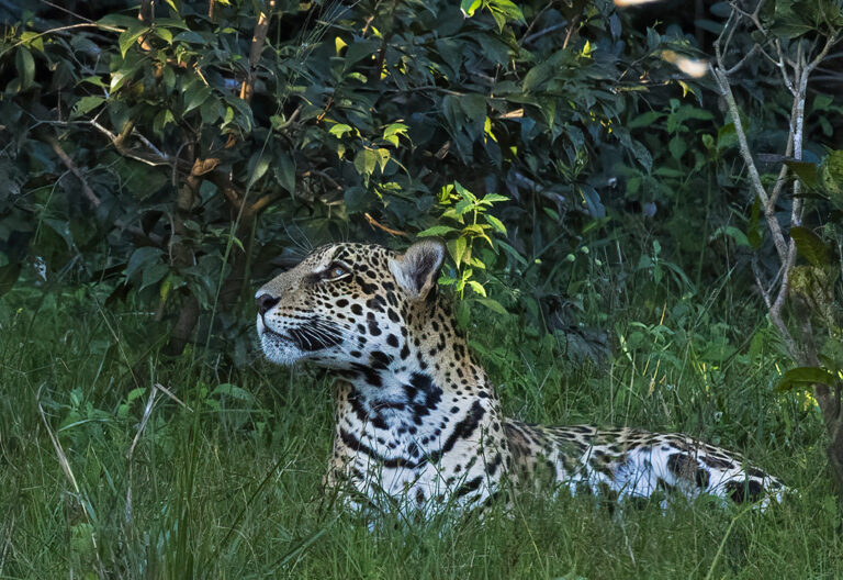 Jaguar