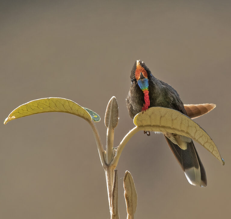 Rainbow-bearded Thornbill