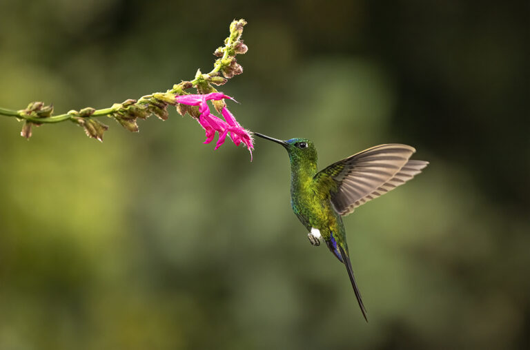 Sapphire-vented Puffleg