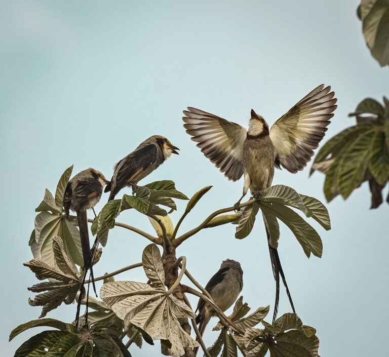 Streamer-tailed Tyrant web