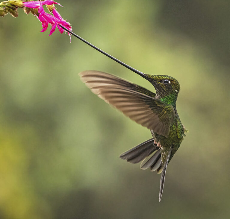 Sword-billed Hummingbird