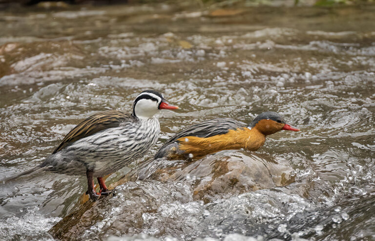 Torrent duck