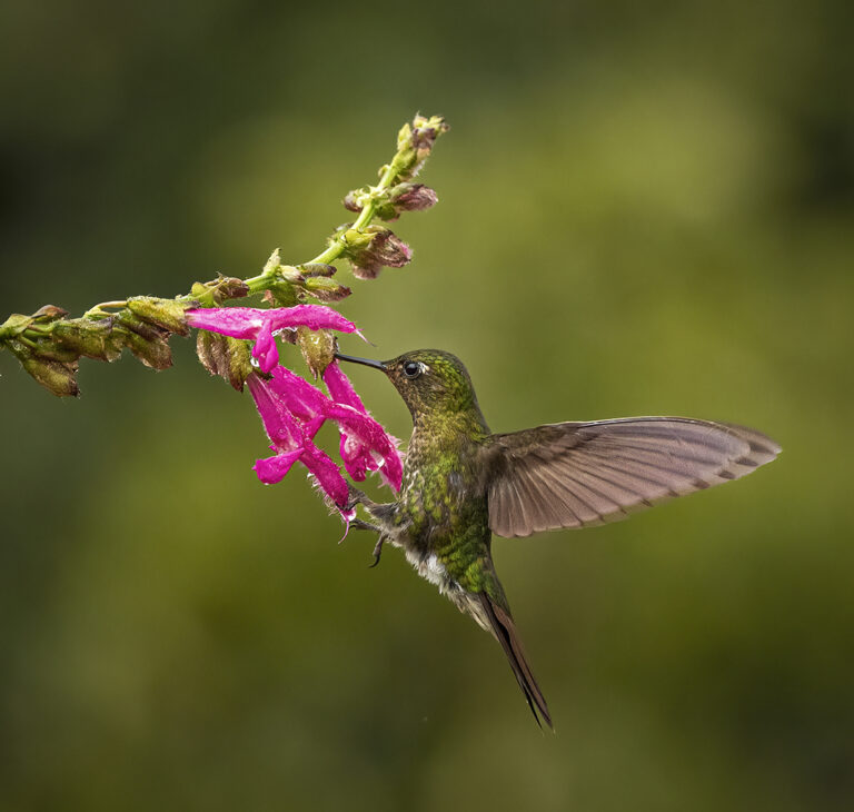 Tyrian Metaltail