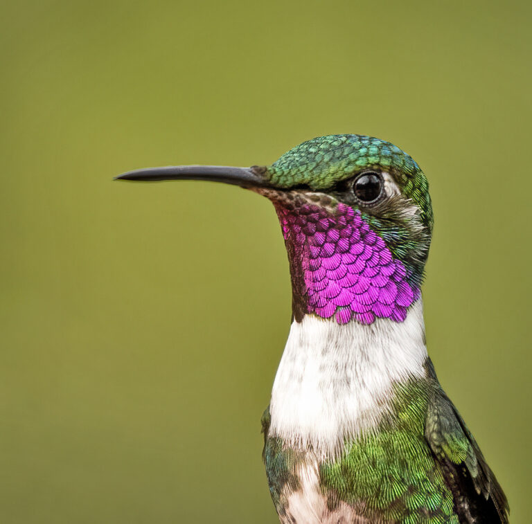 White-bellied Woodstar