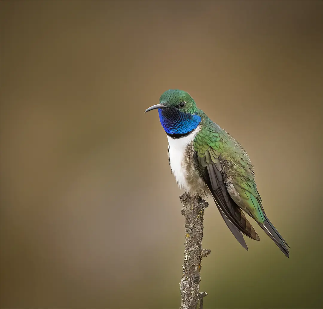 Blue-throated Hillstar