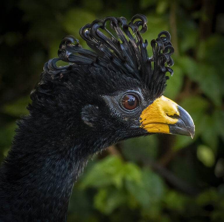 Bare-faced Curassow