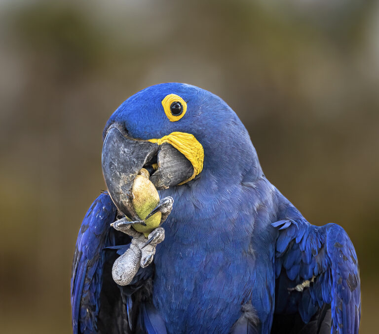 Hyacinth Macaw