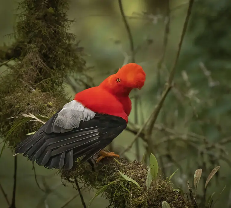 Andean Cock-of-the Rock