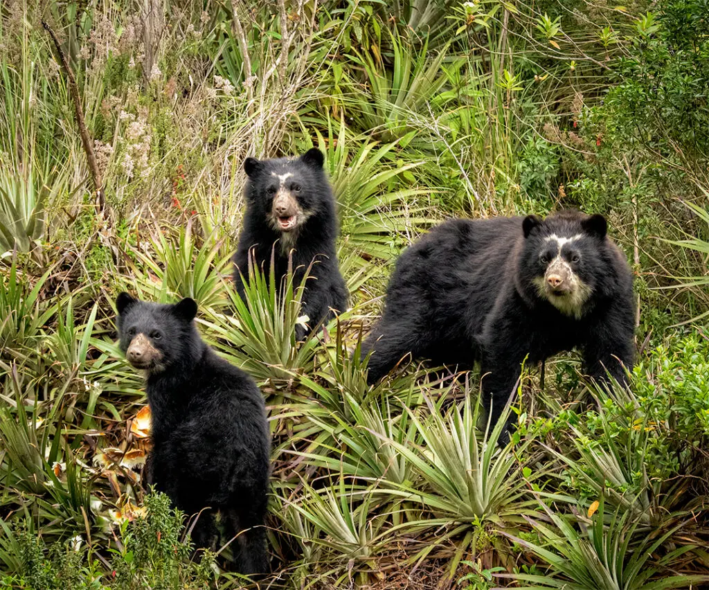 Ecuador Wildlife