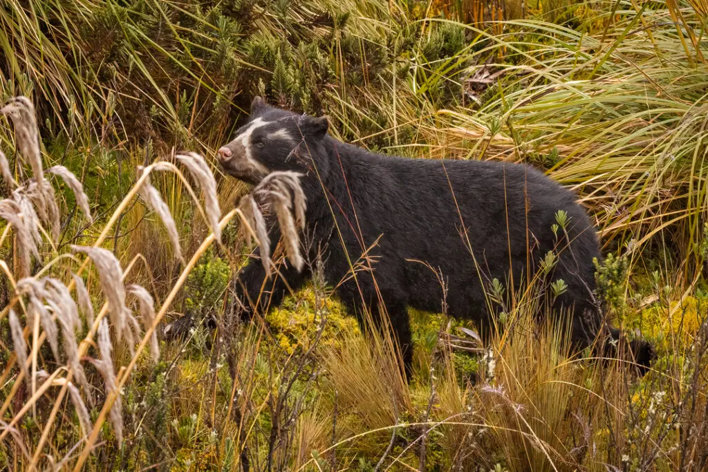 Andean Bear