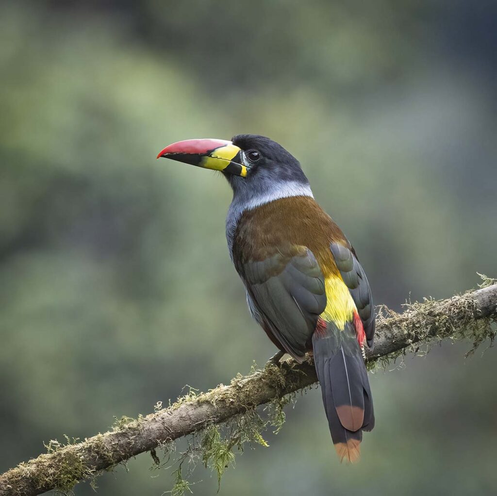 Birds of Ecuador