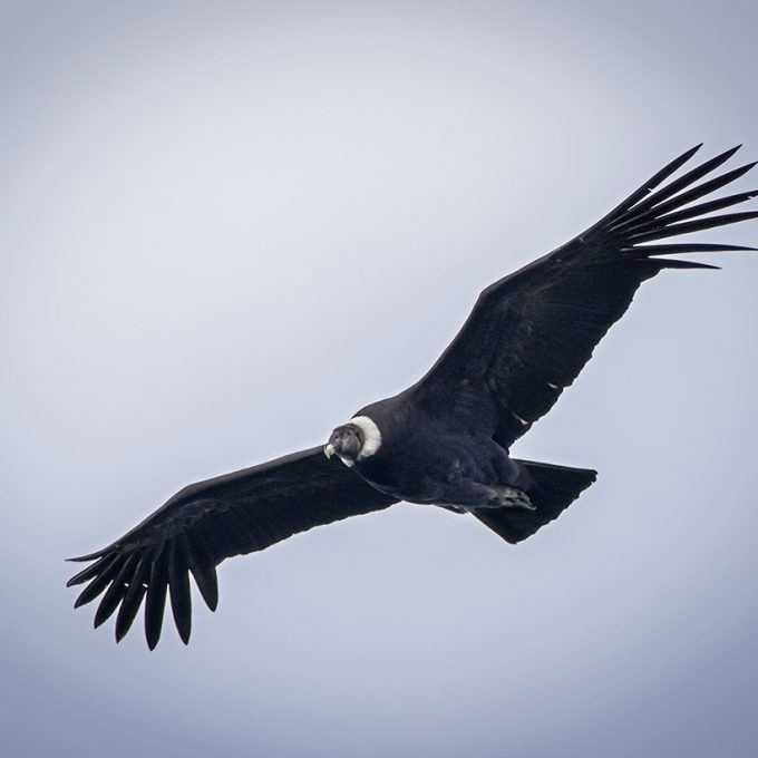 Chakana reserve Andean condor - Spectacled bear tour