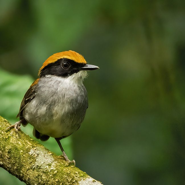 Black checked Gnateater