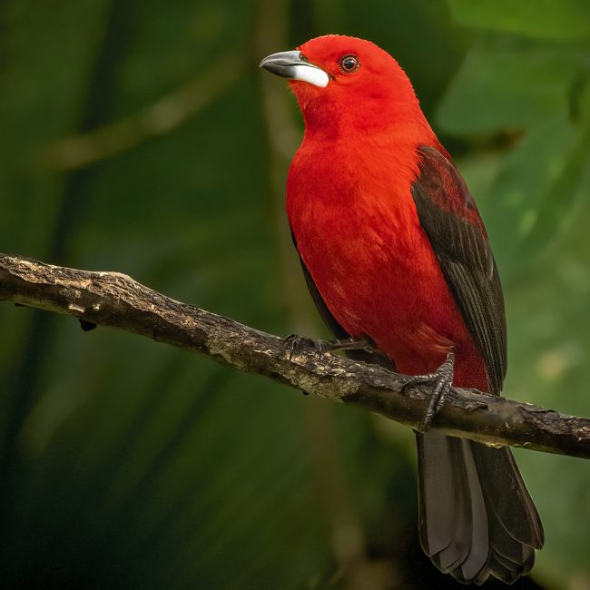 Brazilian Tanager