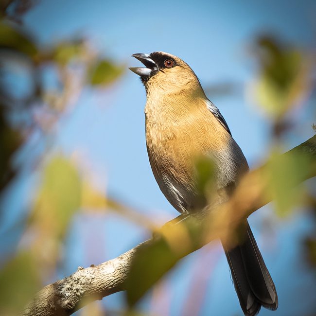 Birds of the Atlantic Forest