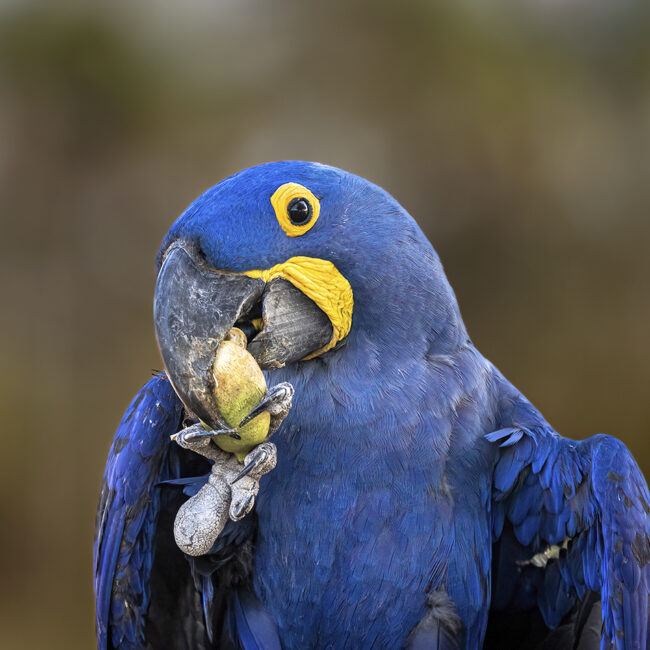 Pantanal Brazil