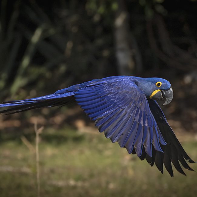 Hyacinth Macaw