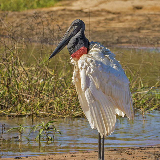 Brazil- Pantanal