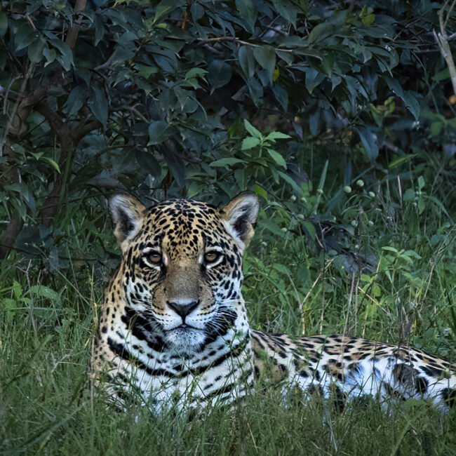 Pantanal Jaguar