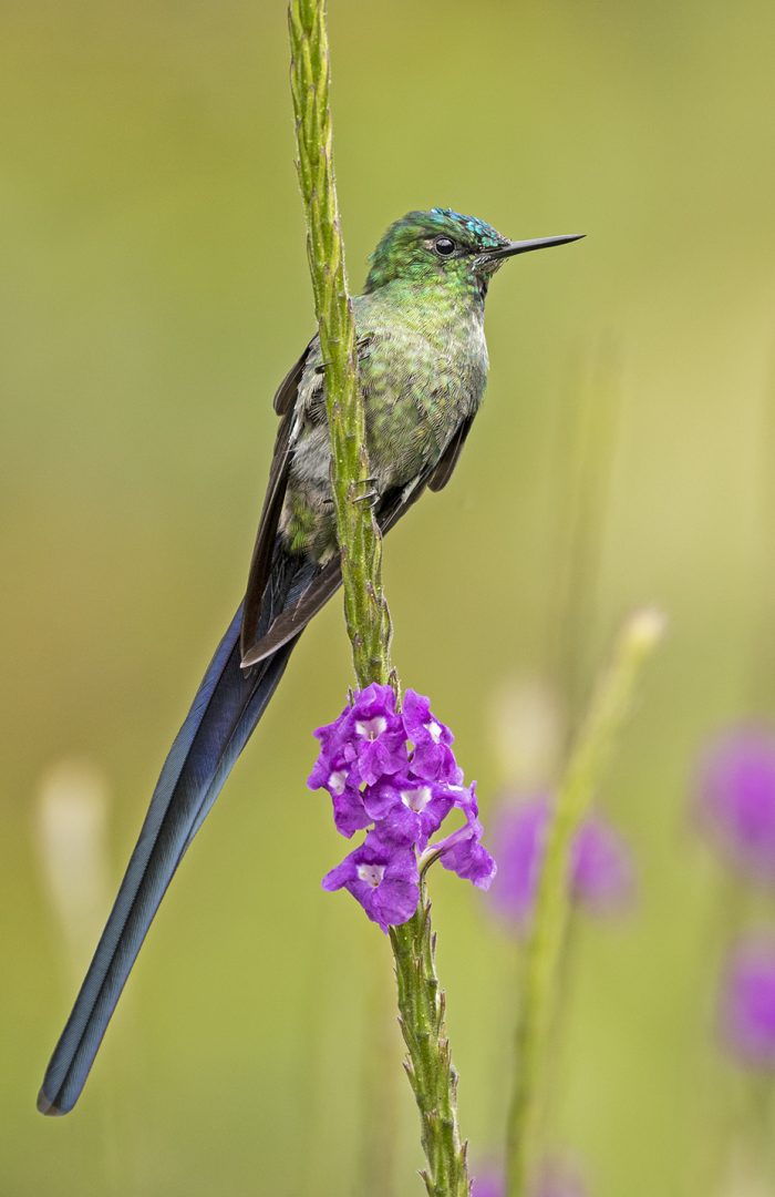 Long-tailed Sylph