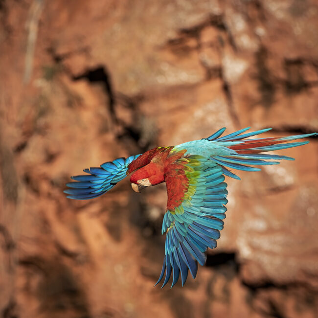 Pantanal - Brazil