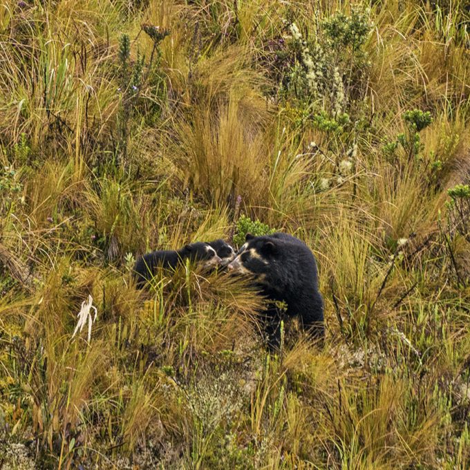 Chakana reserve Andean condor - Spectacled bear tour
