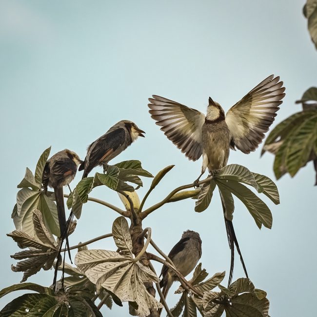 Streamer-tailed Tyrant web
