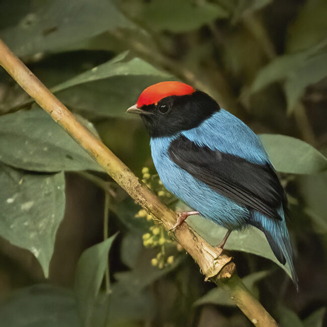 Swallow-tailed Manakin