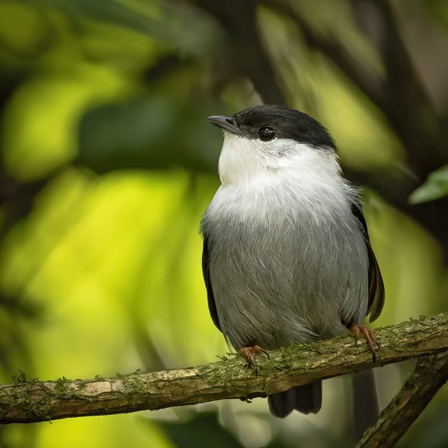 White-bearded Manakin web