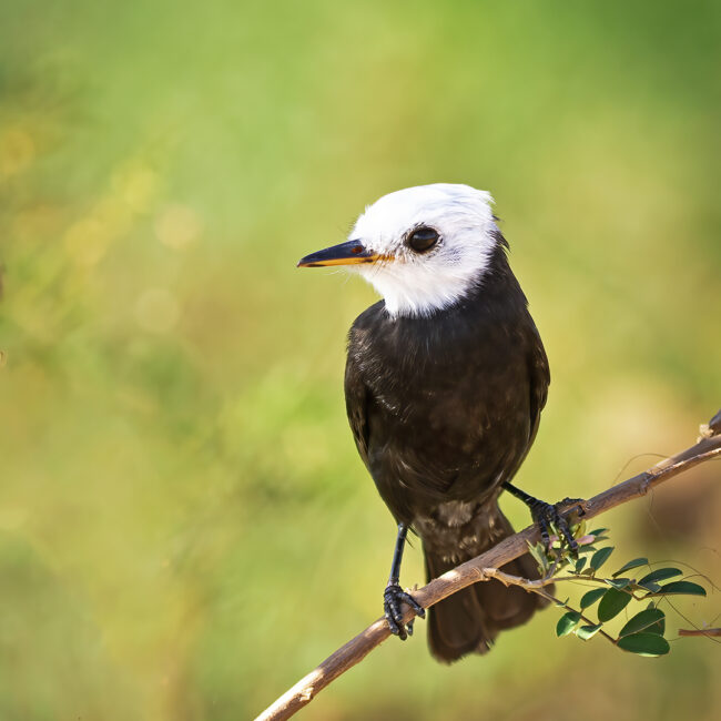 White-headed Marsh Tyrant web