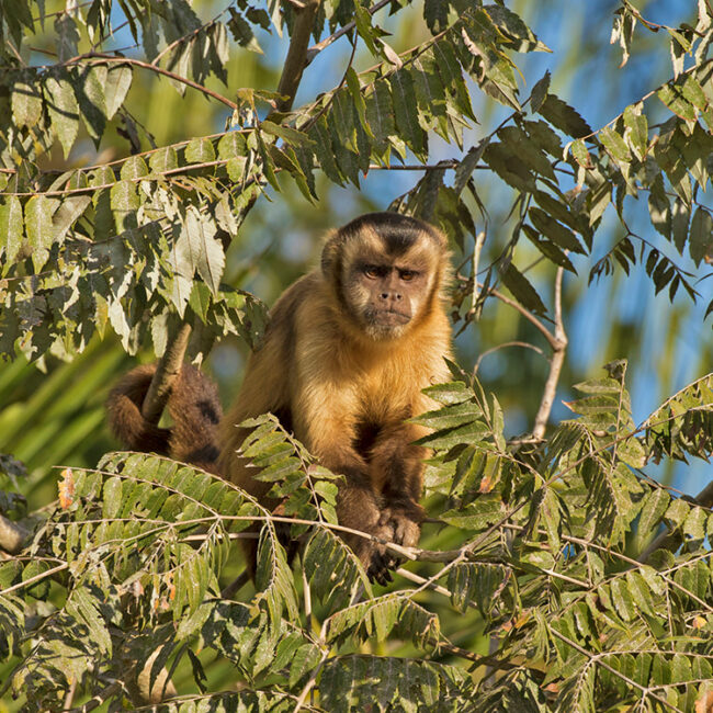 brown-capuchin-monkey-b-web_orig