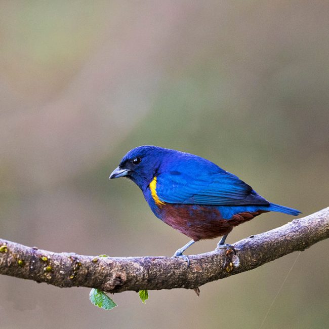 chestnut-bellied-euphonia-b-web_orig