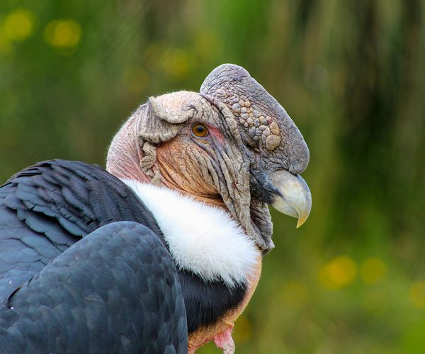 Antisana condor tour | Neotropical Nature and Birding Trips