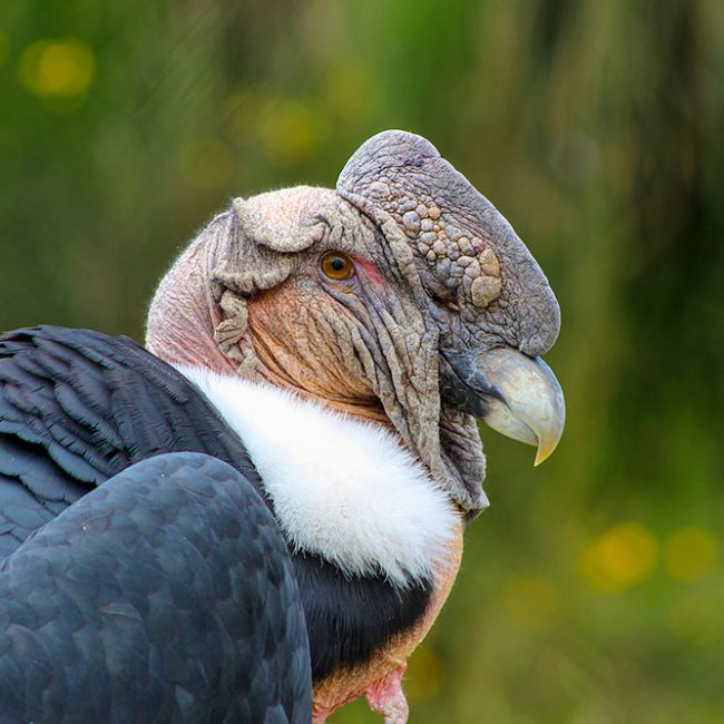 Birds & Mammals of the Andes | Neotropical Nature and Birding Trips