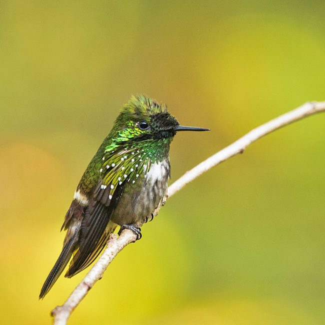 Hummingbirds of Brazil