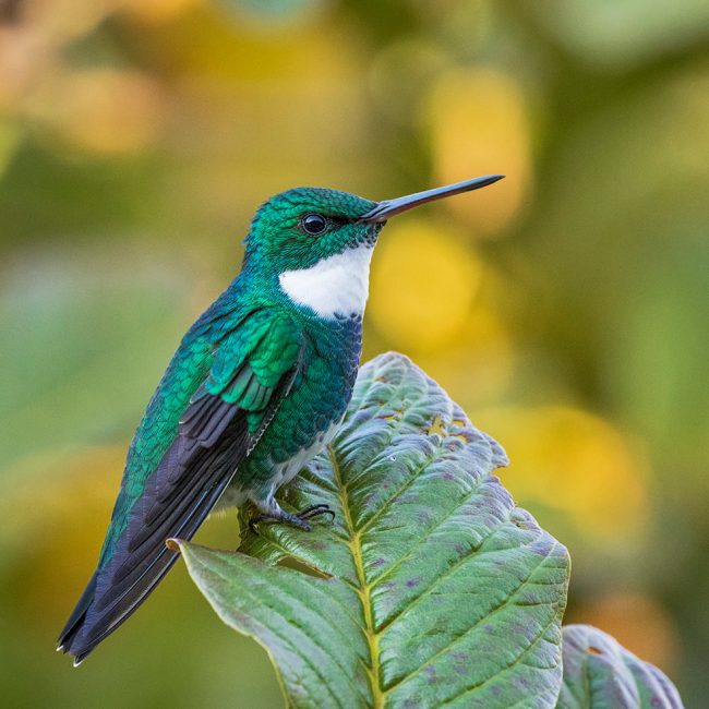white-throated-hummingbird-2-web_orig