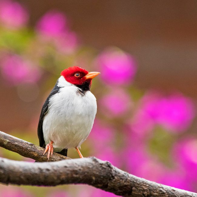 yellow-billed-cardinal-web_orig